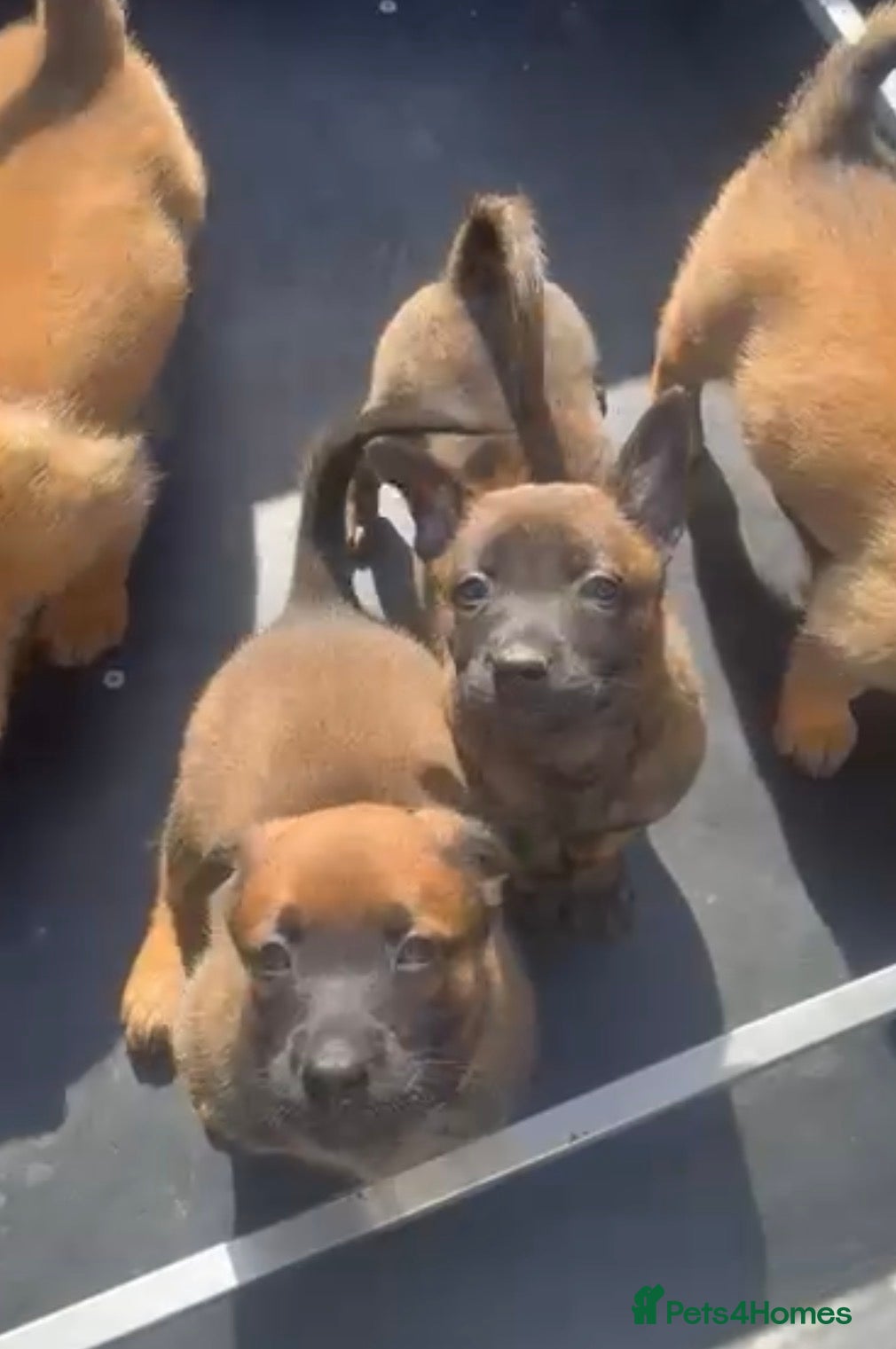 Belgian Shepherd Dog dogs Elite Malinois x Dutch Shepherd Puppies  - Advert 2