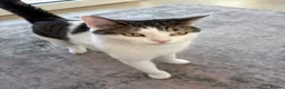 Mixed Breed cats for sale: Distinguished Young Gentleman  - Advert 5
