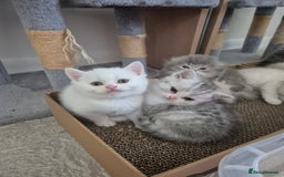 Scottish Fold cats for sale: Scottish Fold /straight  - Image 11