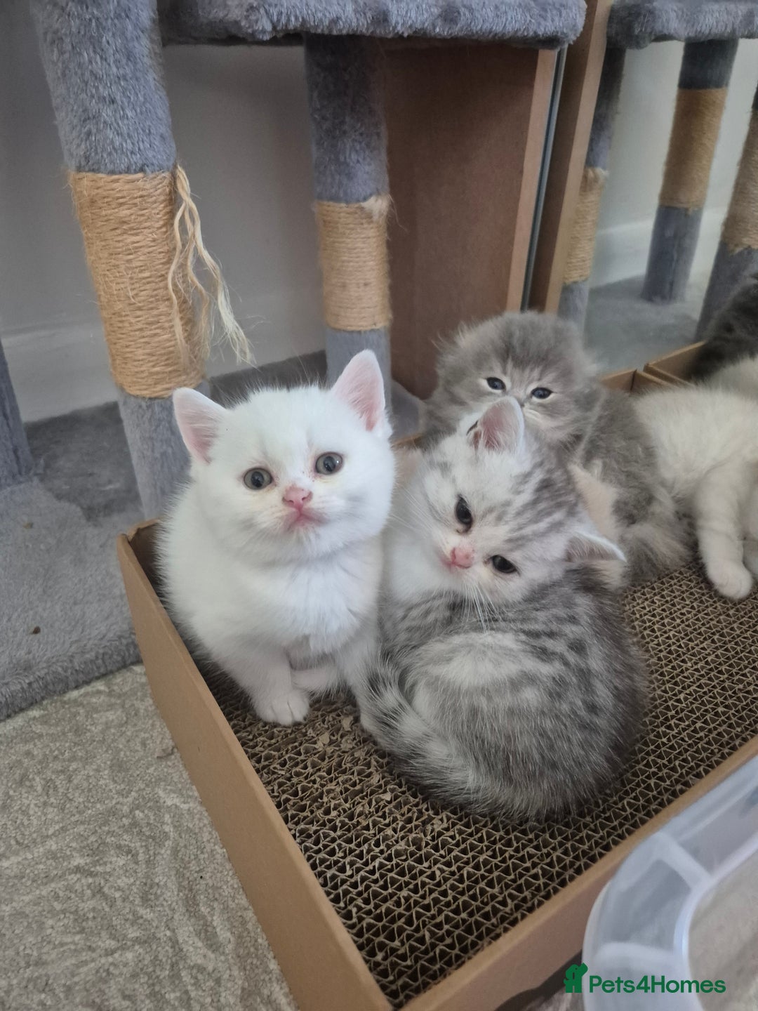 Scottish Fold cats for sale: Scottish Fold /straight  - Image 11