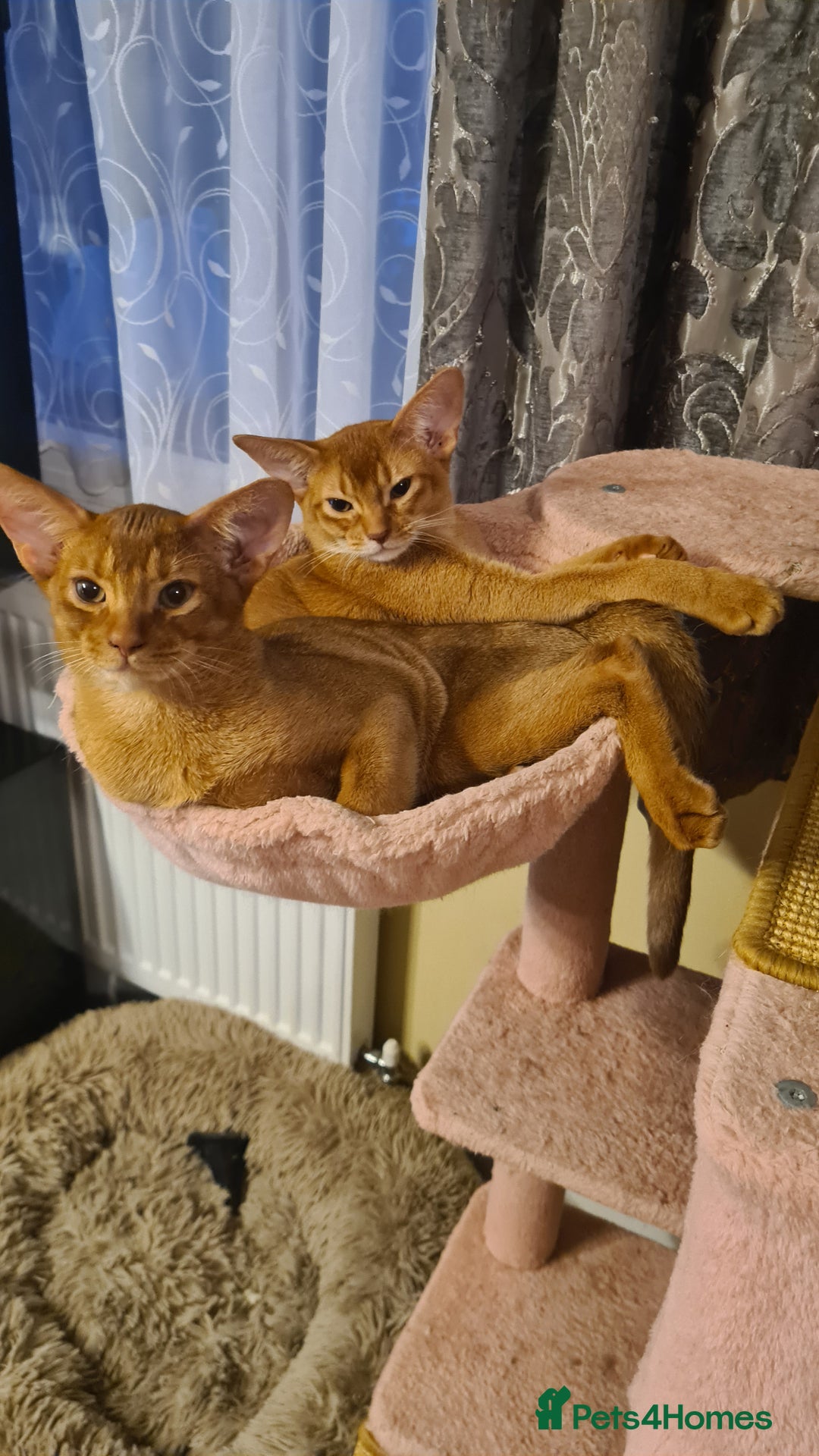 Abyssinian cats for sale: Abisinian kittens  - Image 14