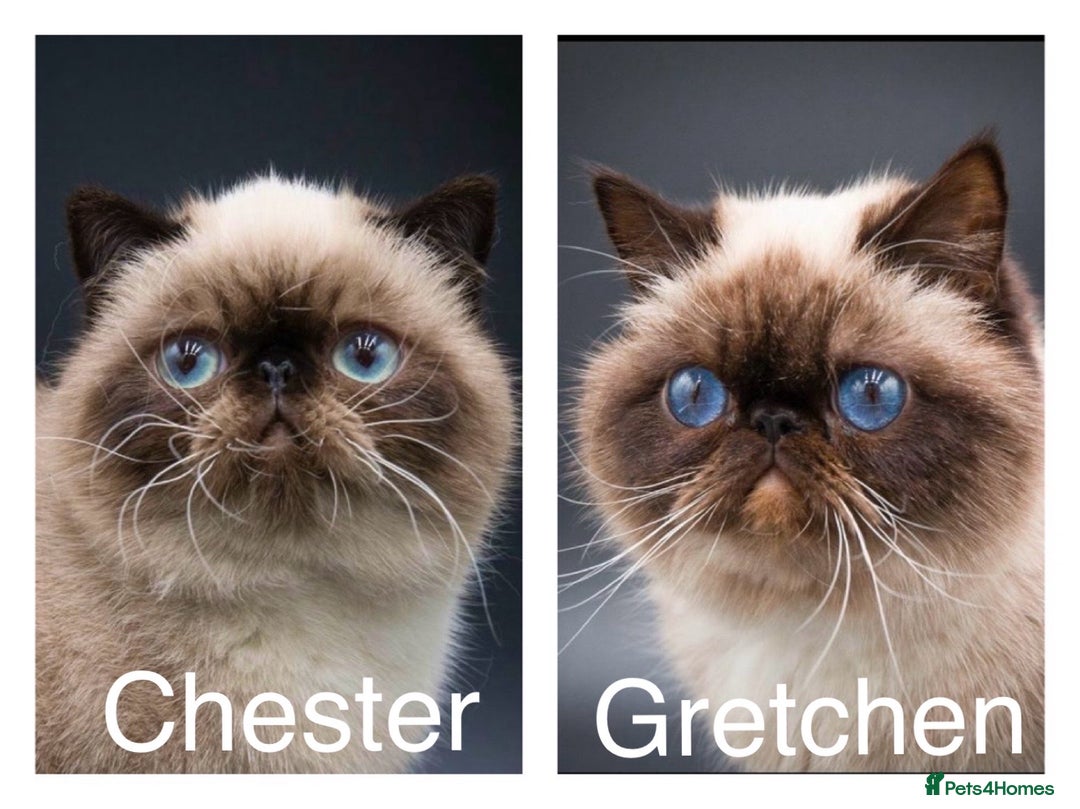 Exotic cats for sale: Last Remaining Exotic Shorthair Boy - Image 15