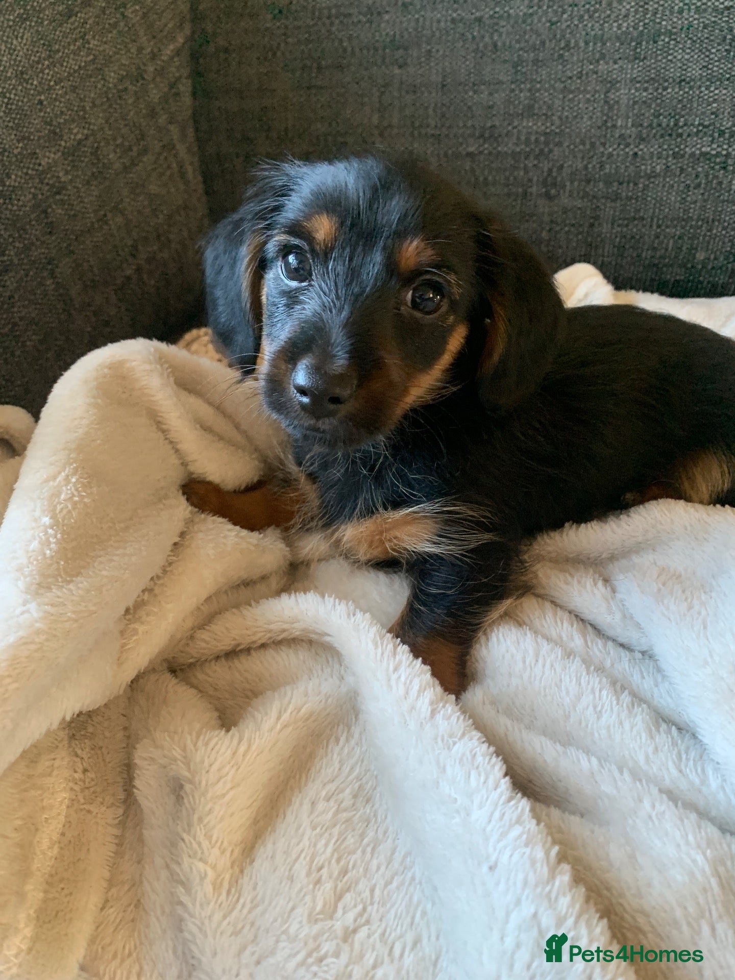 Mixed Breed dogs Yorkshire terrier x LAST BOY  - Advert 3