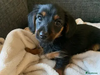 Mixed Breed dogs Yorkshire terrier x LAST BOY - Advert 2