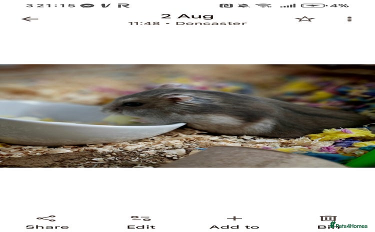 Hamster rodents - Advert 1