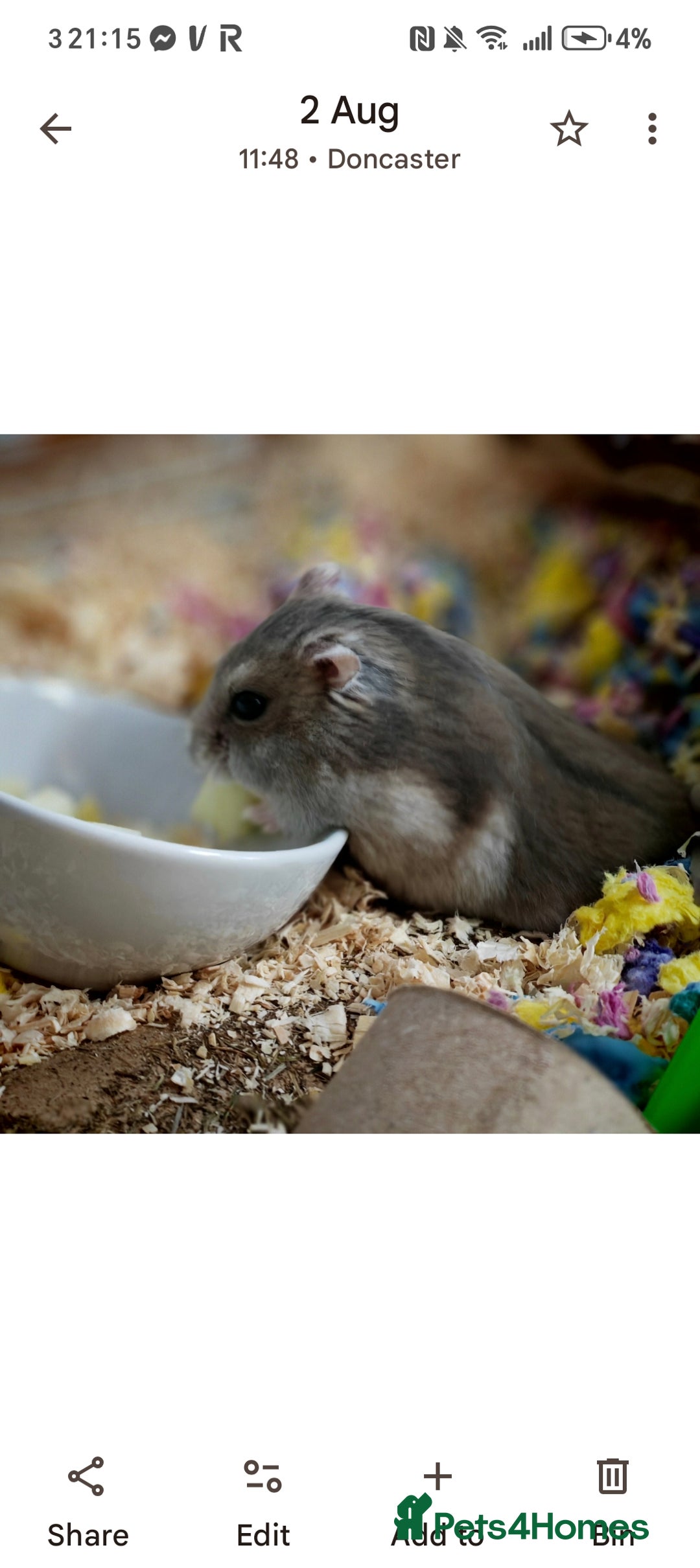 Hamster rodents for sale: Rehoming one female Russian Dwarf - Image 1