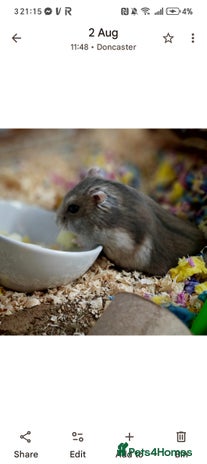 Hamster rodents - Advert 3
