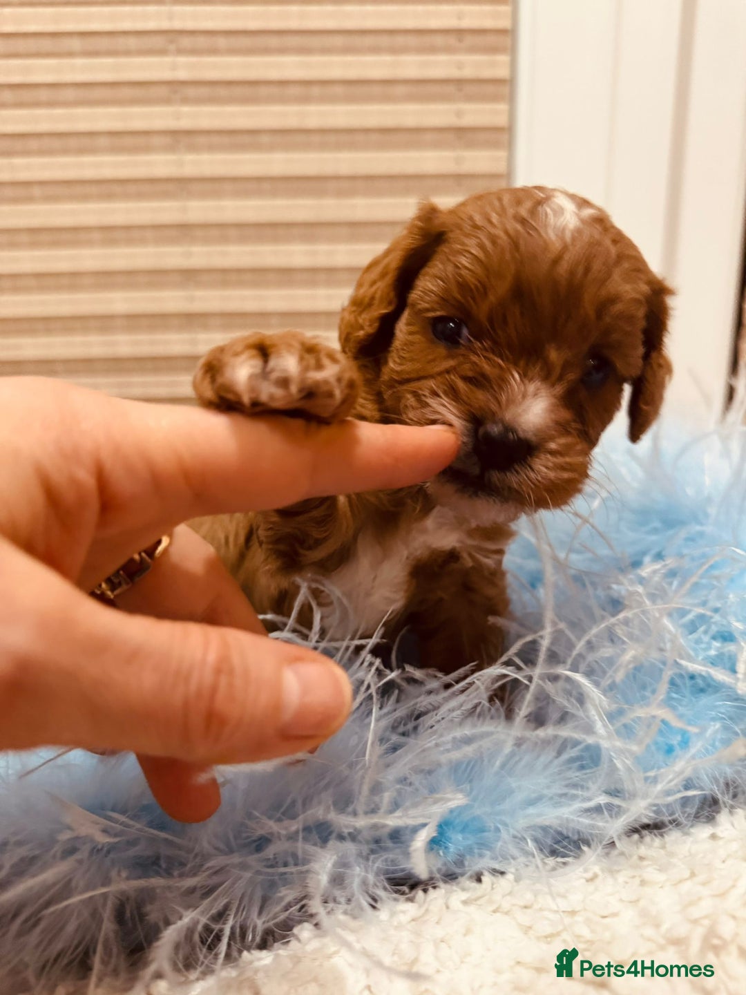 Cavapoo dogs for sale: A wonderful litter of 6 red teddy cavapoos  - Advert 14