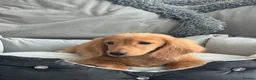 Miniature Dachshund dogs for sale: Ready now KC reg 5 month old boy  - Advert 3