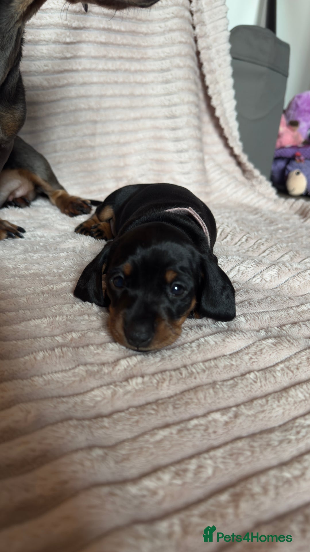 Miniature Dachshund dogs for sale: ⭐️OUTSTANDING MINI DACHSHUND PUPS⭐️  - Advert 19