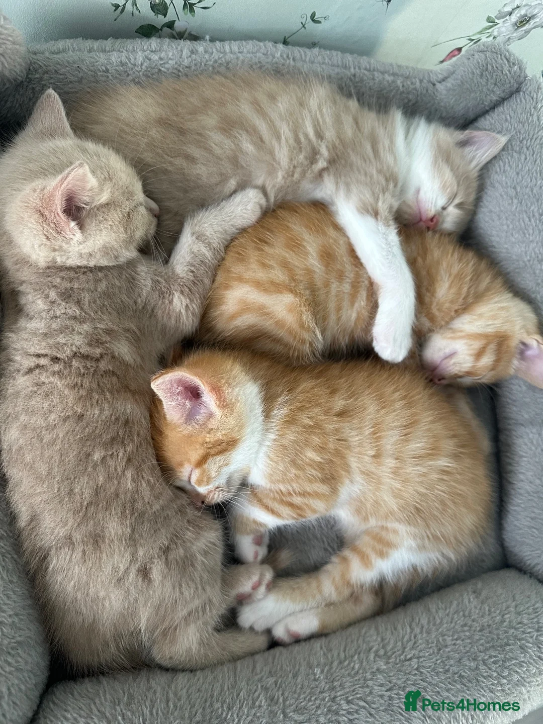 Mixed Breed cats for sale: 2 Beige and 2 Ginger kittens  - Advert 1