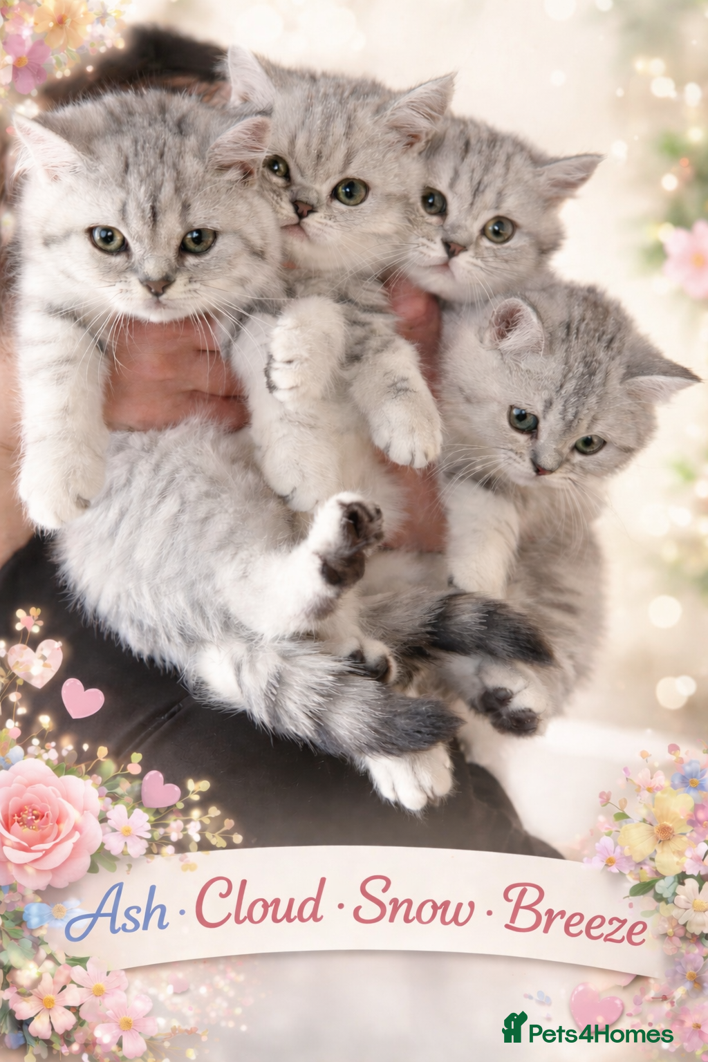 British Shorthair cats Pedigree BSH Silver Spotted Tabby Kittens – TICA - Advert 1