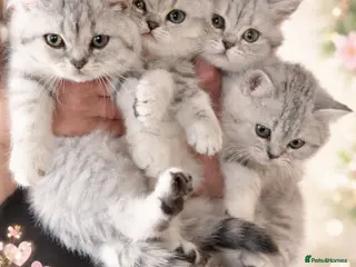 British Shorthair cats Pedigree BSH Silver Spotted Tabby Kittens – TICA - Advert 4