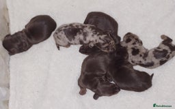 Miniature Dachshund dogs for sale: Miniature dachounds - Image 3