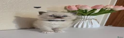Ragdoll cats for sale: Fluffy Blue-Eyed Ragdoll Kittens - Advert 6