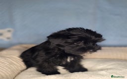 Yorkshire Terrier dogs for sale: Rare Black Yorkie 5-Gen Pedigree–£900–Ready Now 🐾 - Image 4
