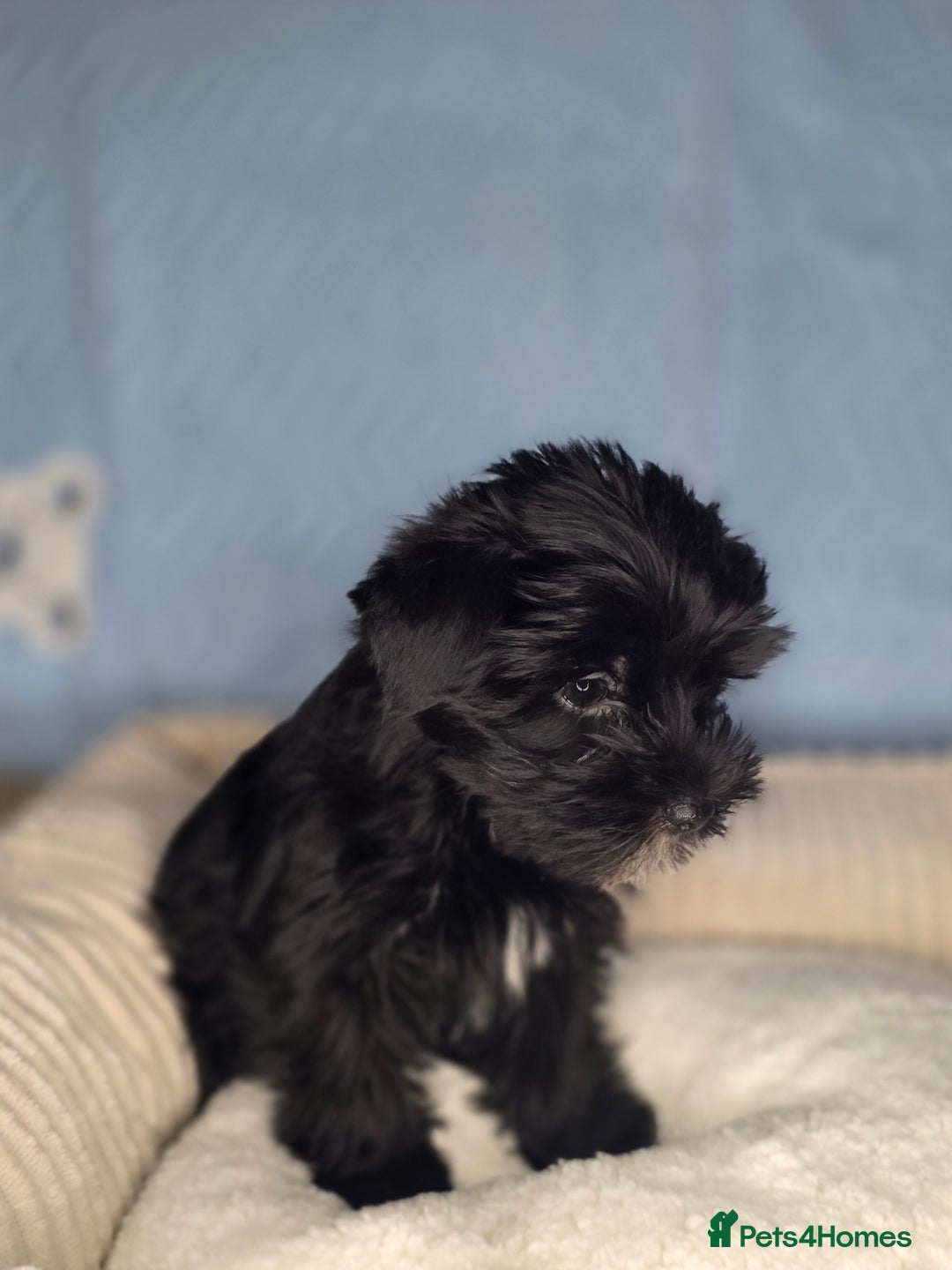 Yorkshire Terrier dogs for sale: Rare Black Yorkie 5-Gen Pedigree–£900–Ready Now 🐾 - Image 4