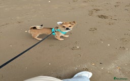 Pomchi dogs for sale: Pomchi - Image 6