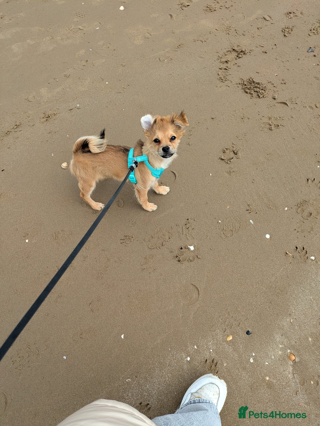 Pomchi dogs for sale: Pomchi - Image 6
