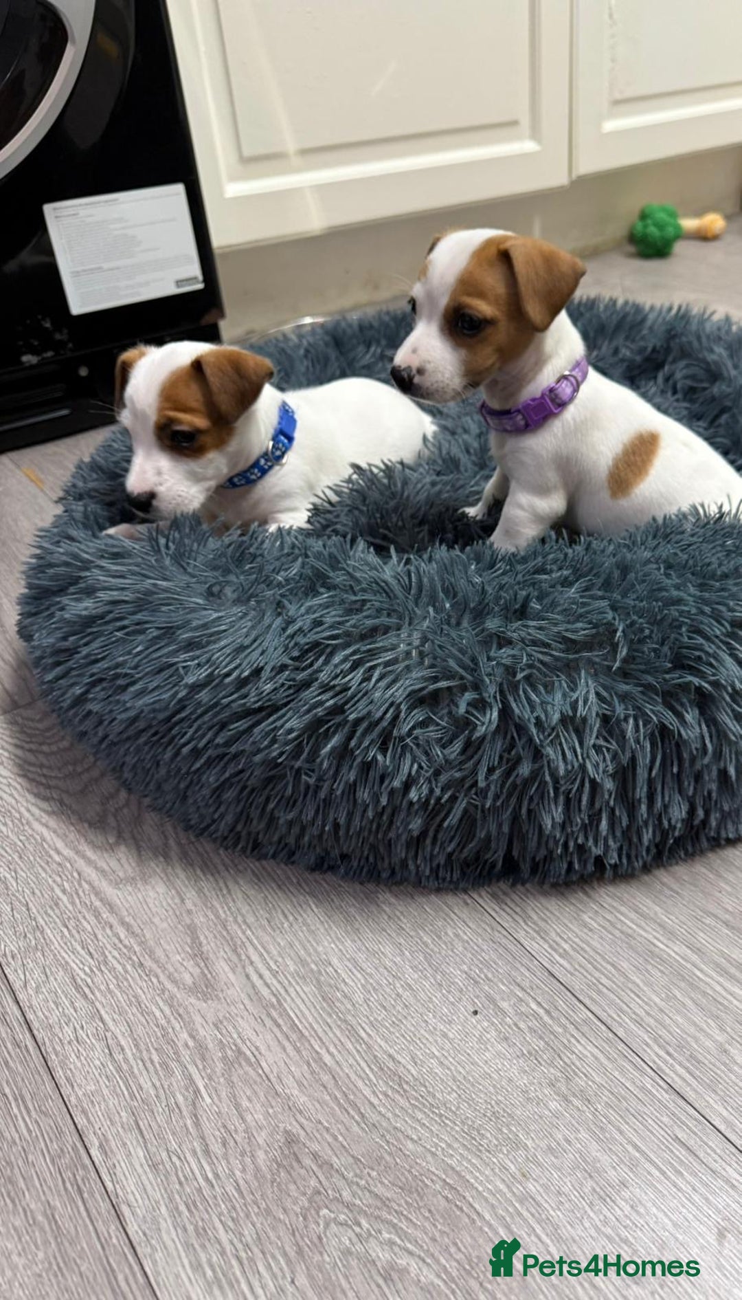 Jack Russell dogs for sale: 8 Week Old Jack Russel Puppies  - Advert 34