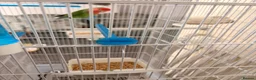Lovebirds birds for sale: 2 lovebirds and a budgie looking for a loving home in Dewsbury - Advert 13