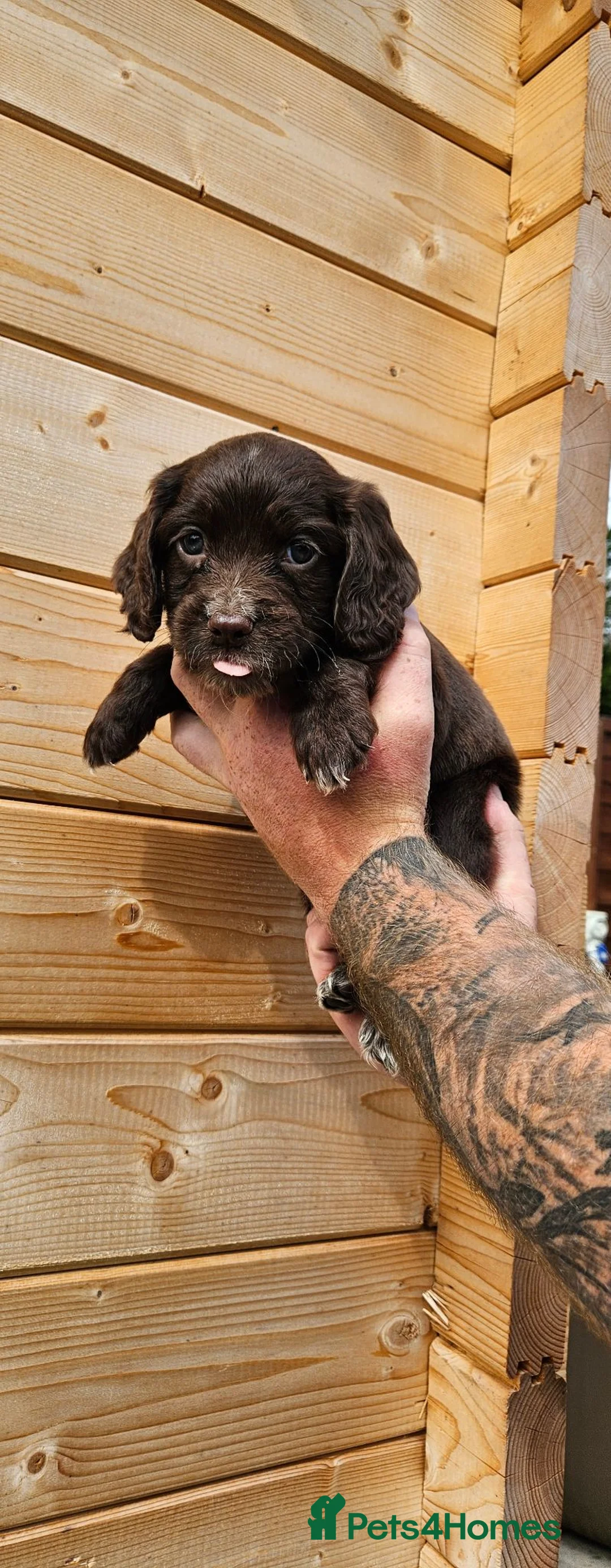 Cocker Spaniel dogs for sale: KC registered, fully health tested working cockers - Advert 20