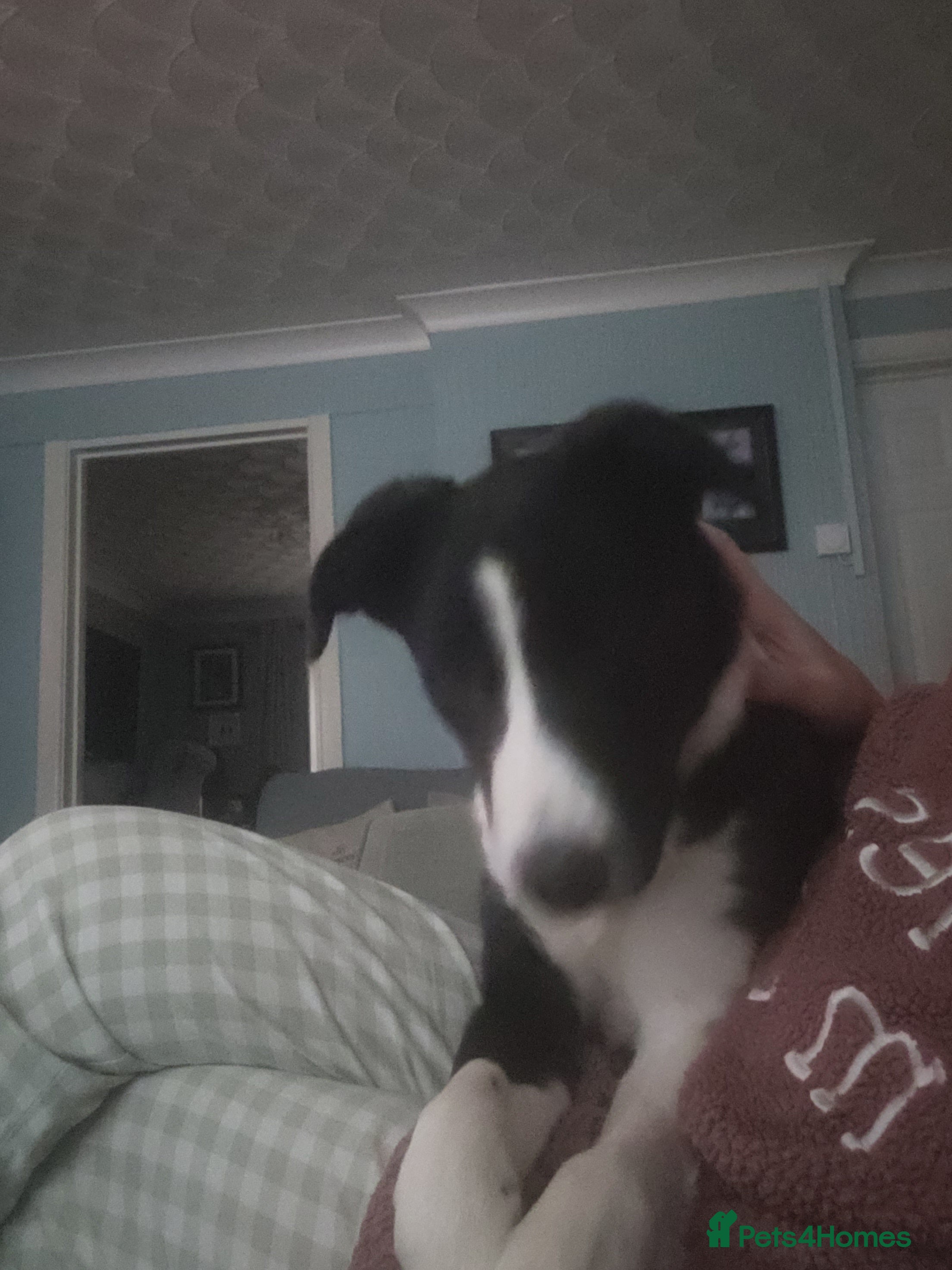 Border Collie dogs Male Border Collie - Advert 6