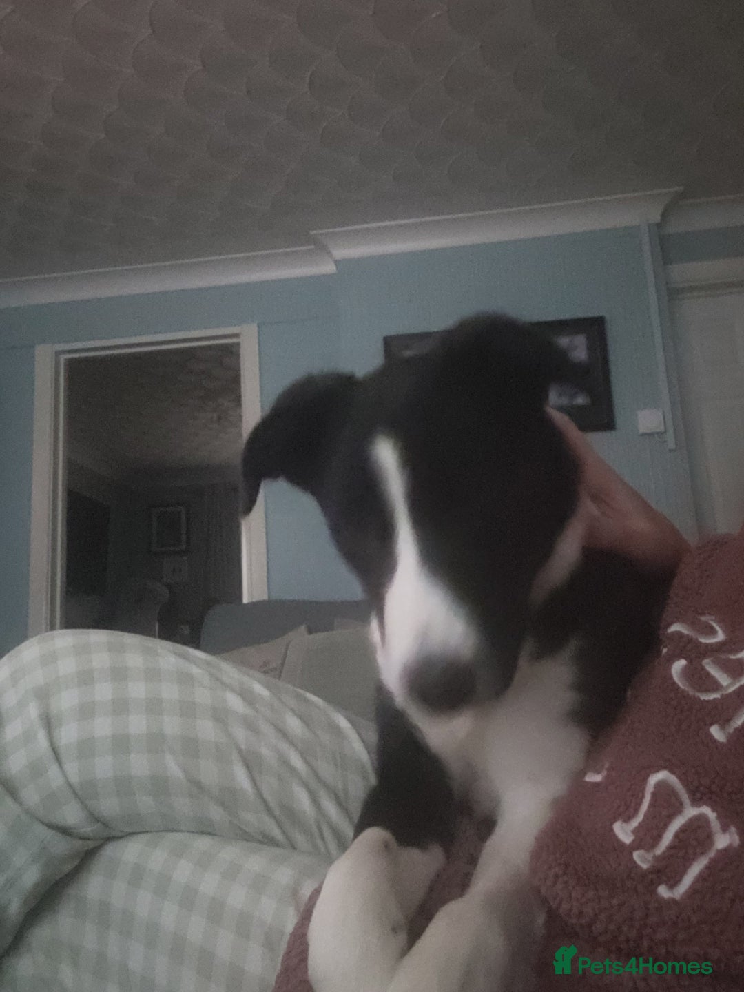 Border Collie dogs for sale: Male Border Collie - Advert 1