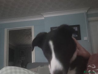 Border Collie dogs Male Border Collie - Advert 6