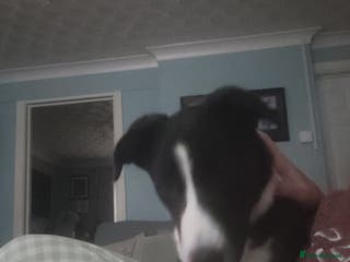 Border Collie dogs Male Border Collie - Advert 3