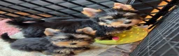 Yorkshire Terrier dogs for sale: Fearless Spirit, Affectionate Heart — Yorkies  in Sunderland - Advert 12
