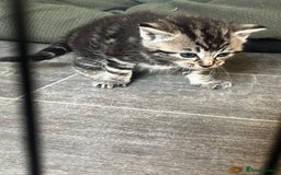 Persian cats for sale: Beautiful Kittens - Image 6