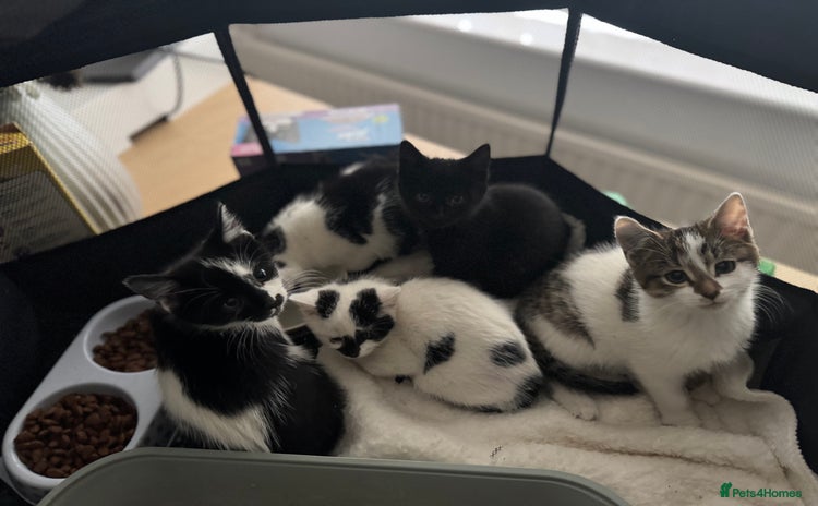 Mixed Breed cats - Advert 12