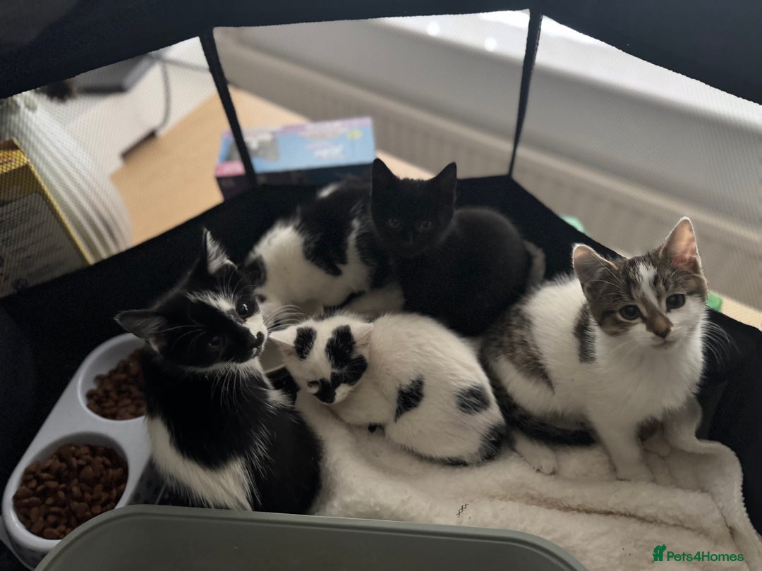 Mixed Breed cats for sale: Kittens - Ready to leave  - Image 1