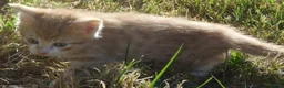Mixed Breed cats for sale: Gorgeous Kittens Ready Now - Advert 26