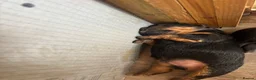 Patterdale Terrier dogs for sale: 🔥🔥ROSIE & BOBS LITTER🔥🔥 in Liverpool - Advert 14