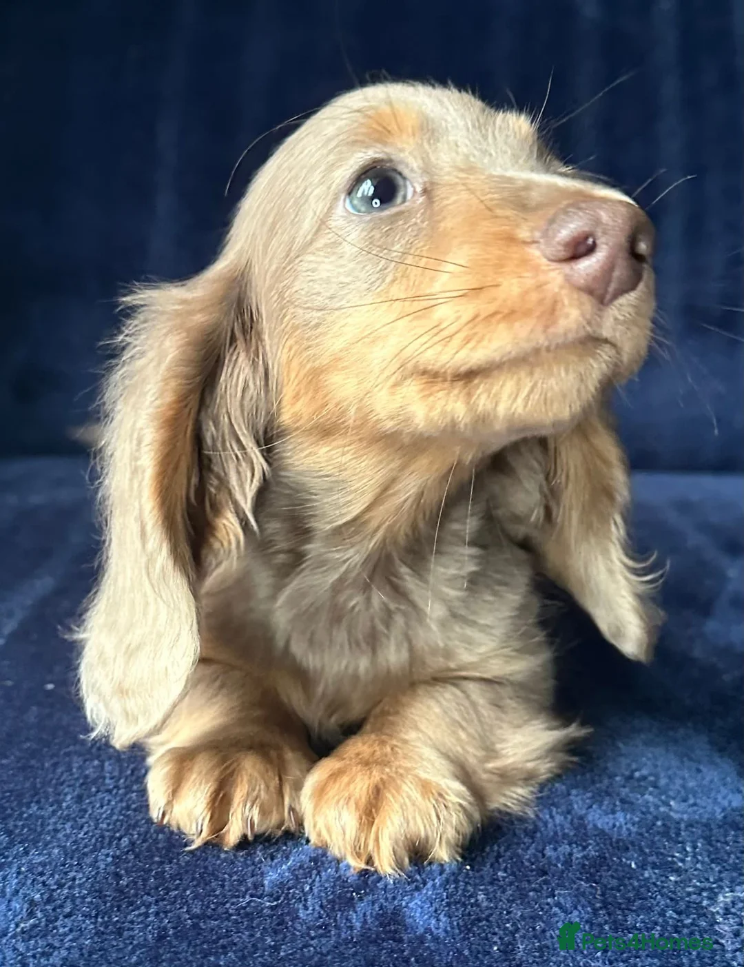 Miniature Dachshund dogs for sale: Isabella long haired boy available  - Advert 18