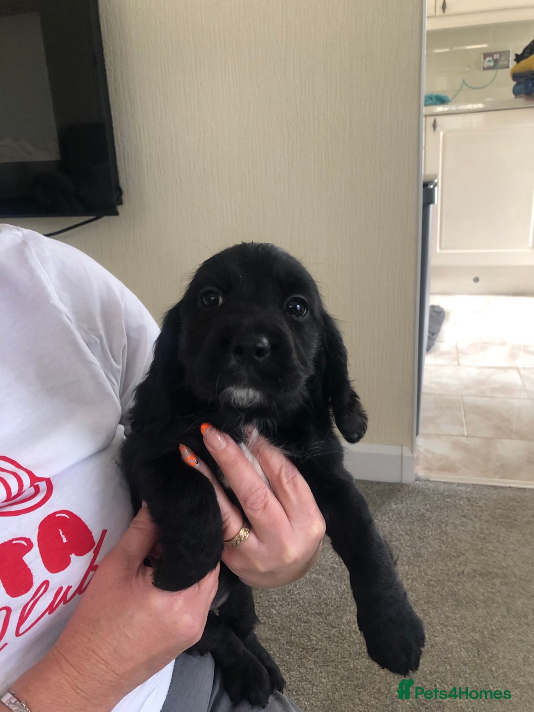 Cocker Spaniel dogs for sale: Cocker spaniels  - Image 5