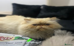 Persian cats for sale: 2 beautiful and lively Persians for sale  - Advert 4