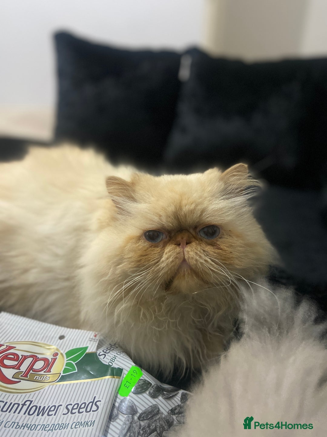 Persian cats for sale: 2 beautiful and lively Persians for sale  - Advert 4