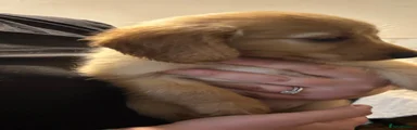 Cockapoo 3