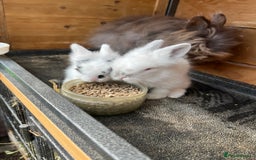 Lionhead rabbits for sale: Lionhead bunny - Image 8