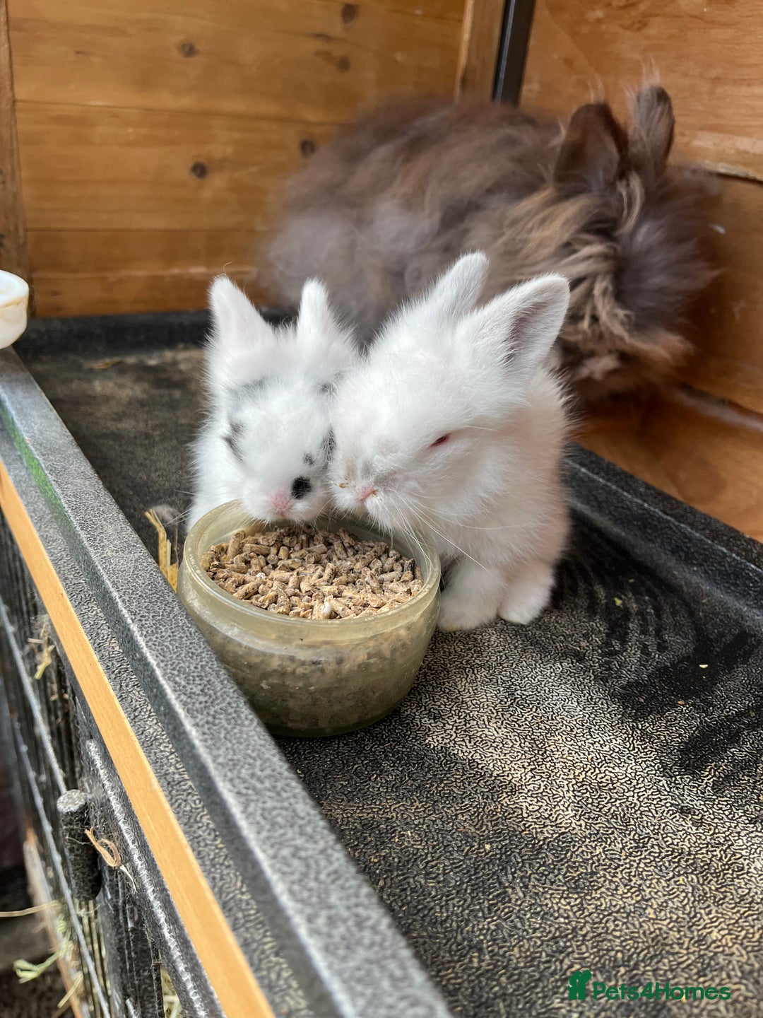 Lionhead rabbits for sale: Lionhead bunny - Image 8