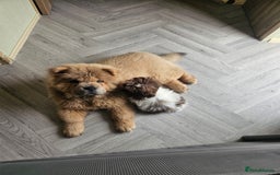 Chow Chow dogs for sale: Outstanding 3 beautiful chow pups - Image 5