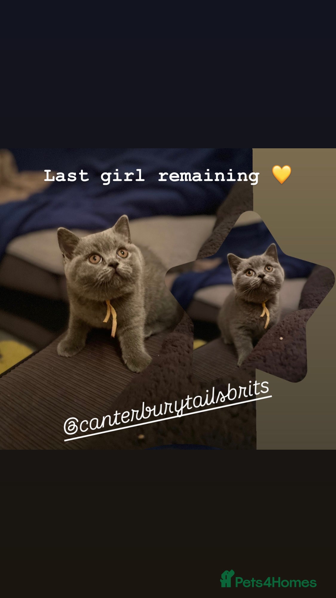 British Shorthair cats 1 Remaining Superior BSH Kittens GCCF Reg  - Advert 2