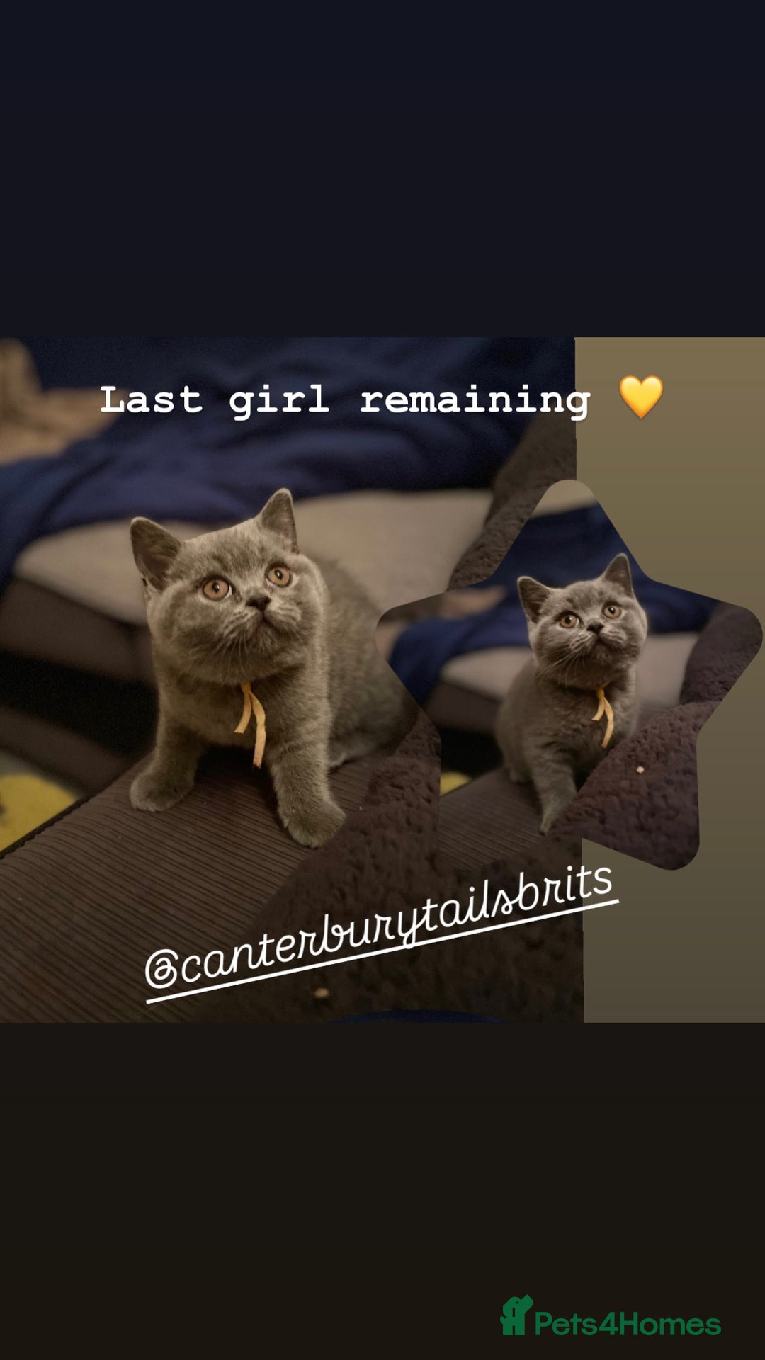 British Shorthair cats for sale: 1 Remaining Superior BSH Kittens GCCF Reg  - Advert 1