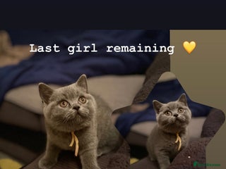 British Shorthair cats 1 Remaining Superior BSH Kittens GCCF Reg - Advert 17