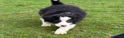 Border Collie dogs for sale: Border Collie Pups in Machynlleth - Advert 9