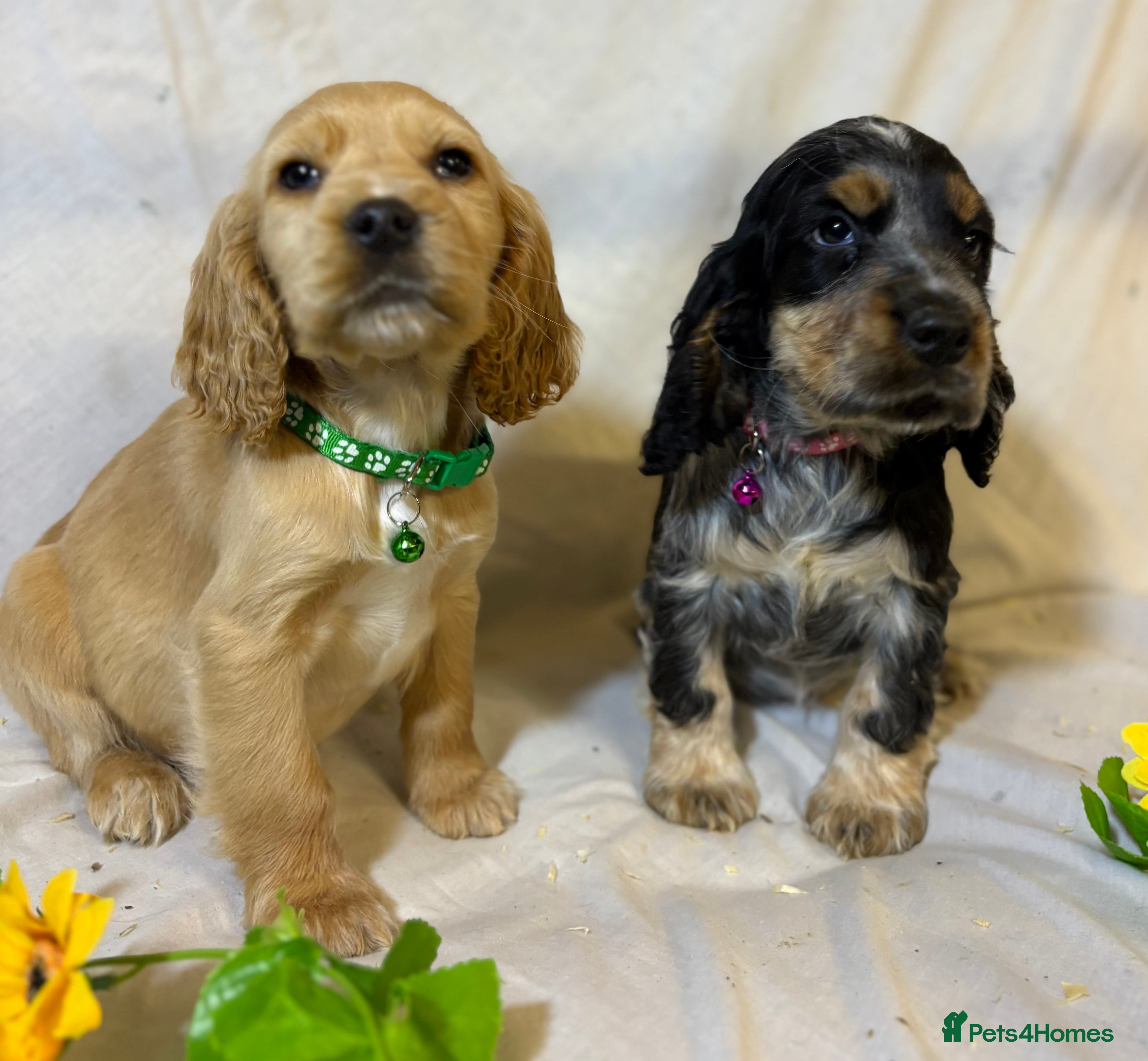 Cocker Spaniel dogs 🩷Scrumptious Cocker Spaniel puppies 🩷 - Advert 5