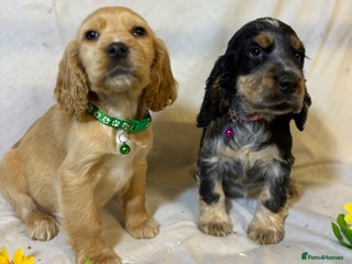 Cocker Spaniel dogs 🩷Scrumptious Cocker Spaniel puppies 🩷 - Advert 5